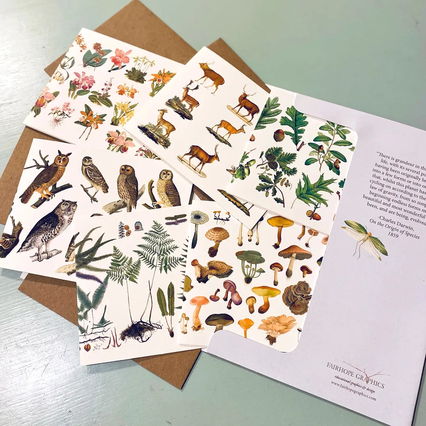 Woodland History Card Pack