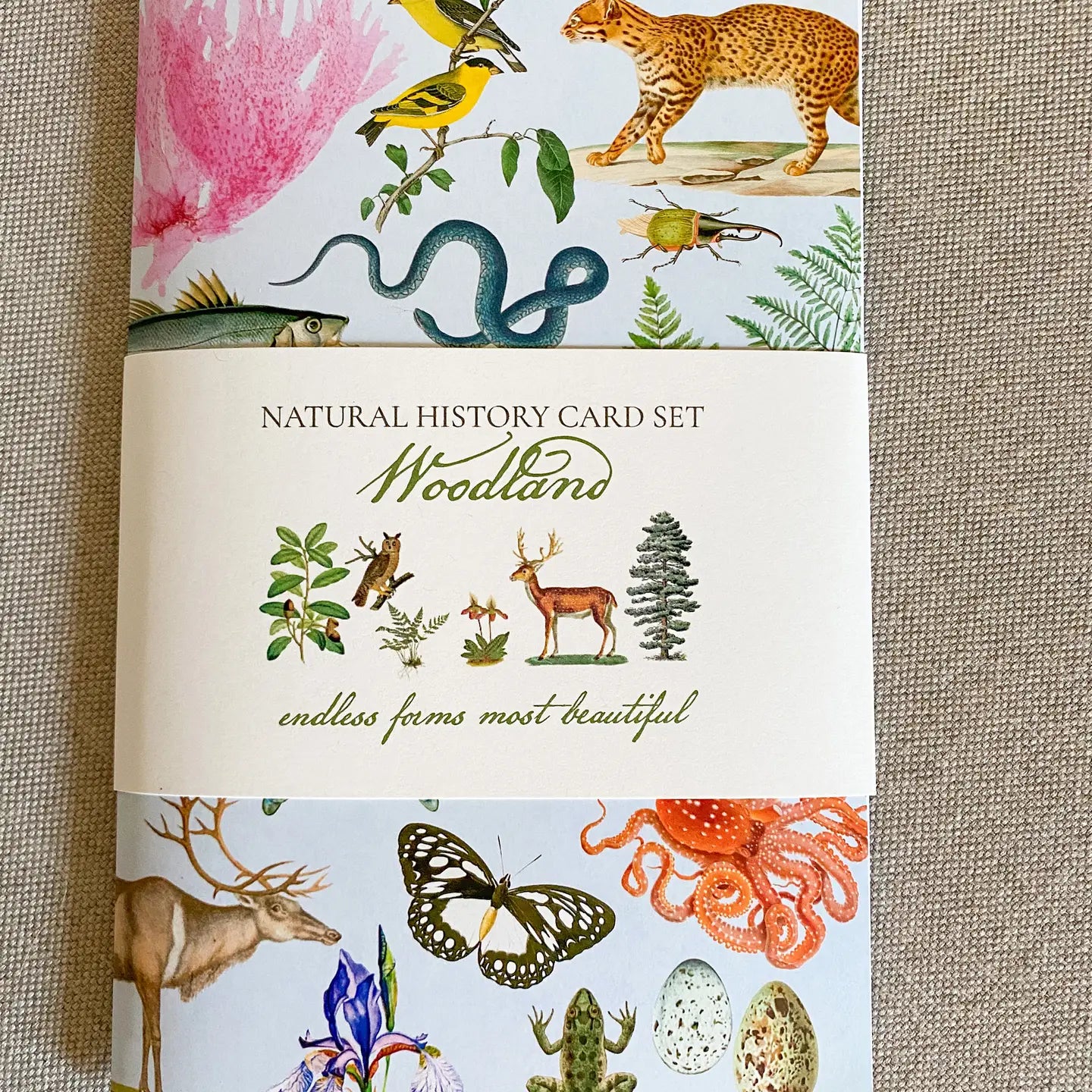 Woodland History Card Pack