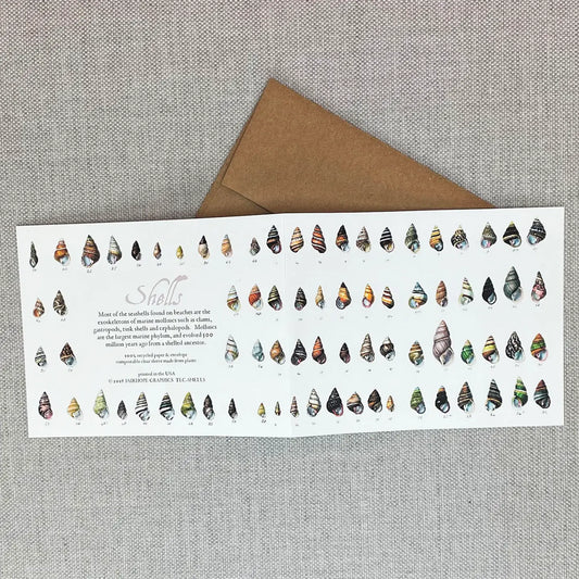 Sea Shells History Card