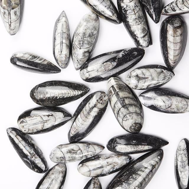 Geisenoceras Fossil Specimen