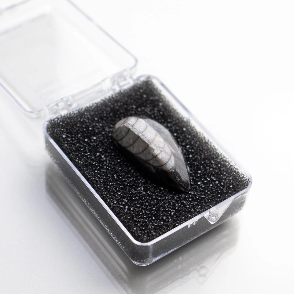 Geisenoceras Fossil Specimen