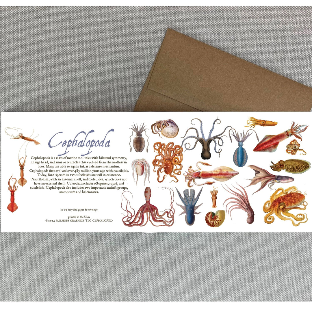 Cephalopods Natural History Card