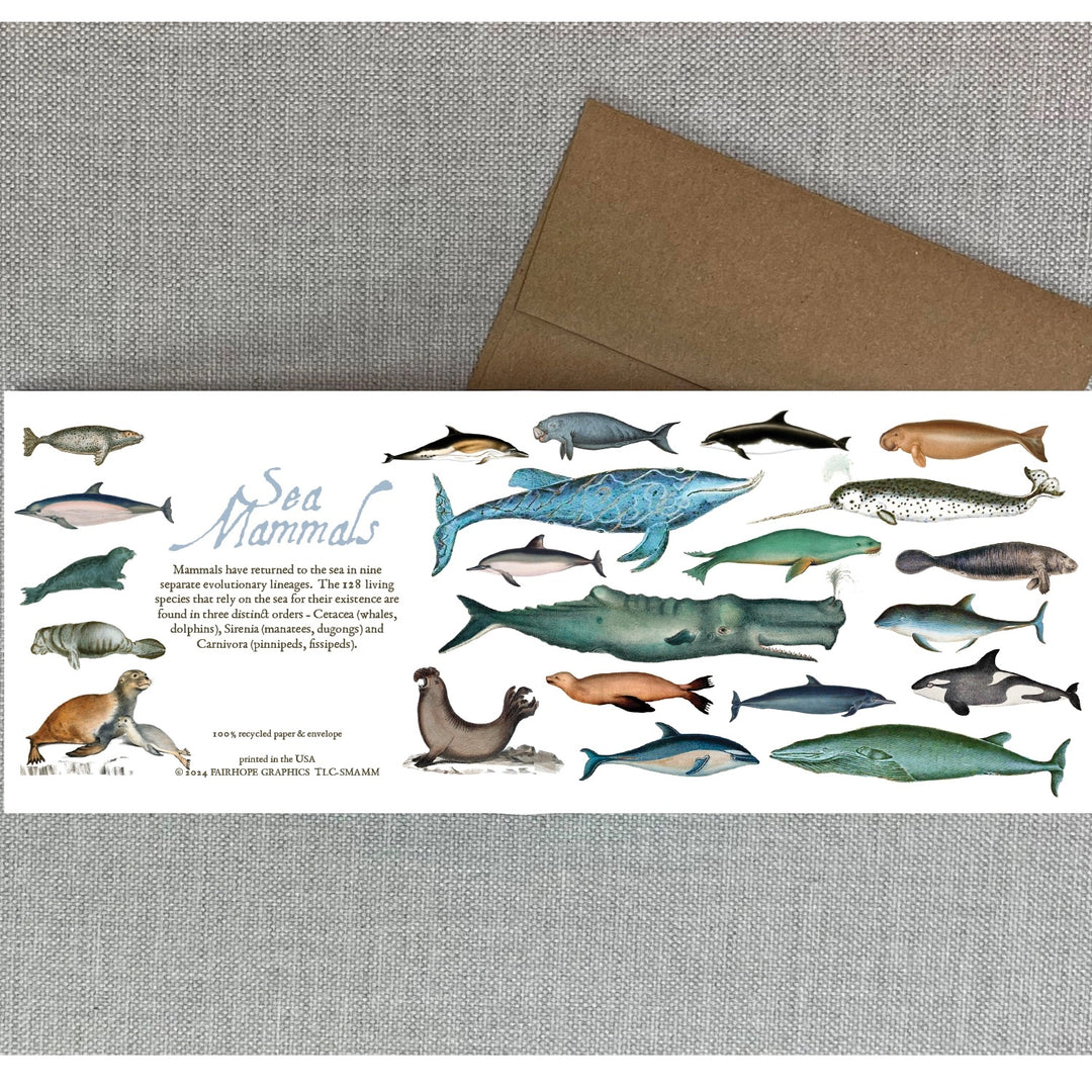 Sea Mammals Natural History Card