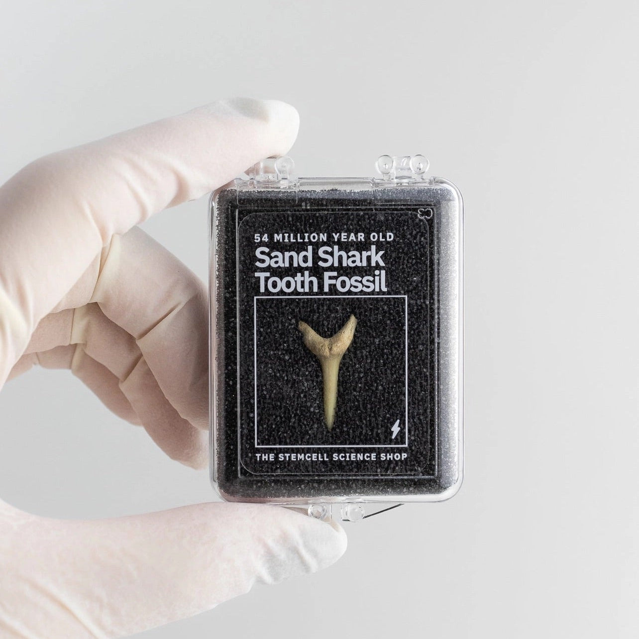 Sand Shark Tooth Fossil