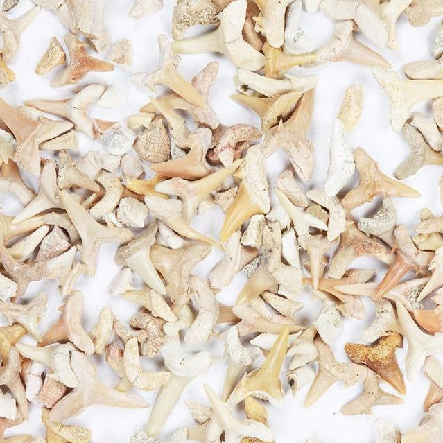 Sand Shark Tooth Fossil