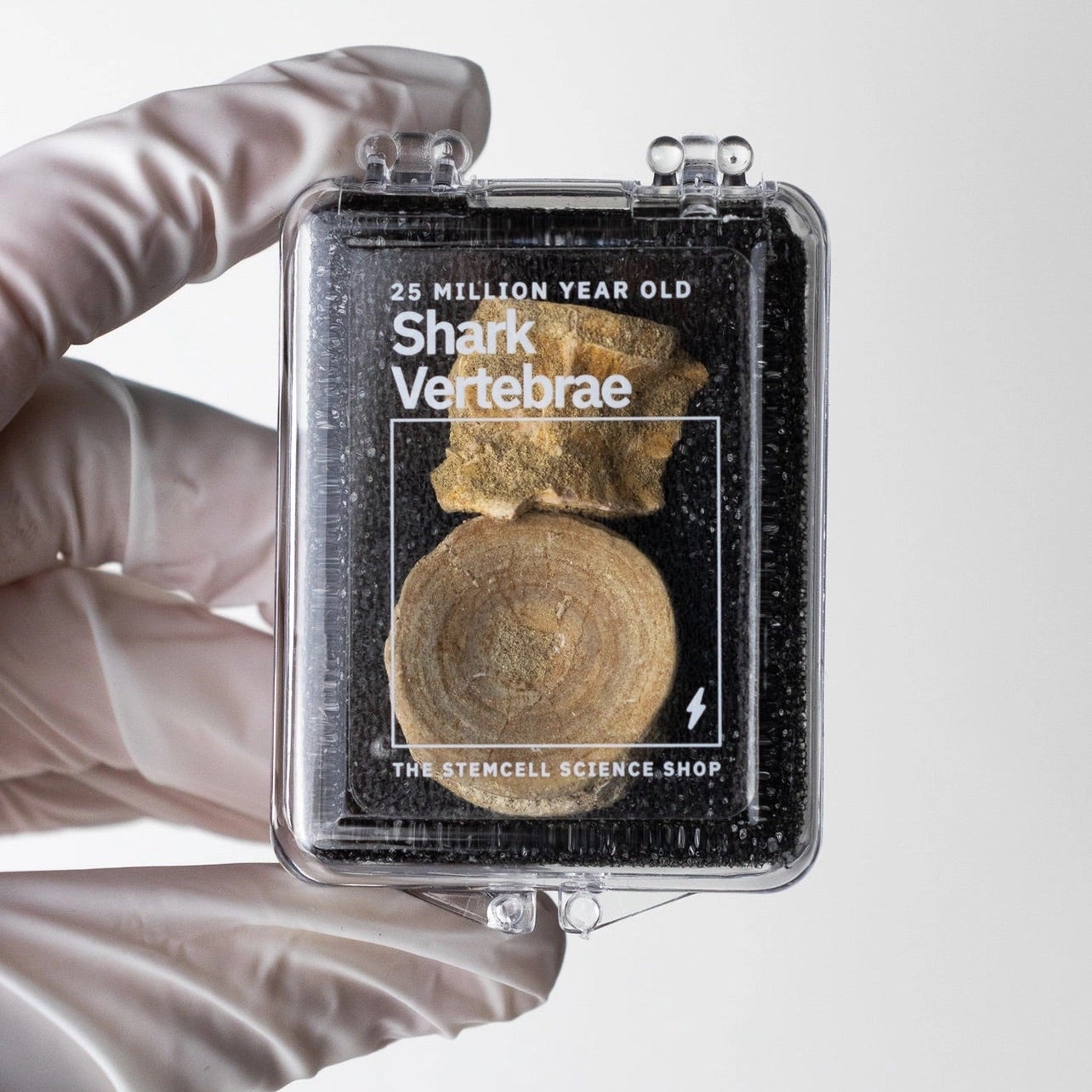 Prehistoric Shark Vertebrae