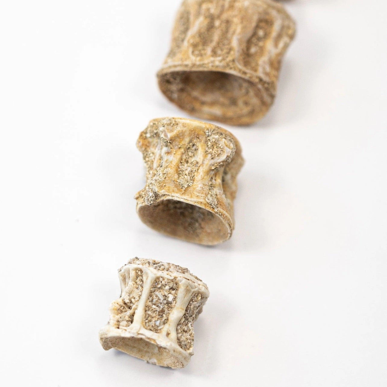 Prehistoric Shark Vertebrae