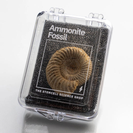 Ammonite Fossil Specimen
