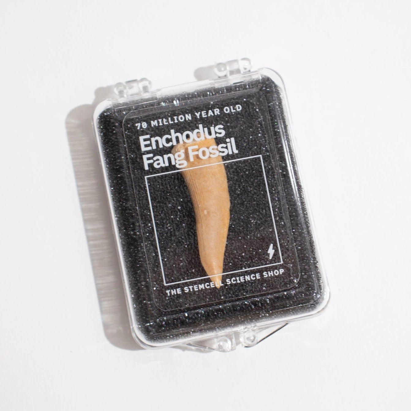 Enchodus Fang Fossil