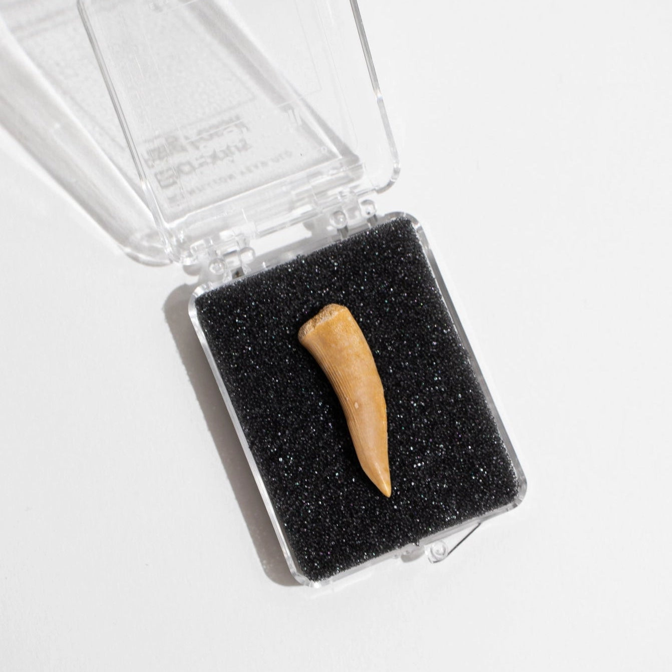 Enchodus Fang Fossil