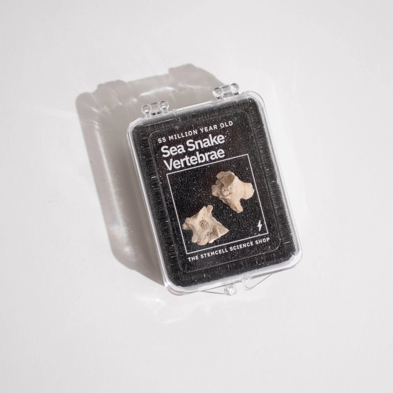 Sea Snake Vertebrae Fossil Specimen