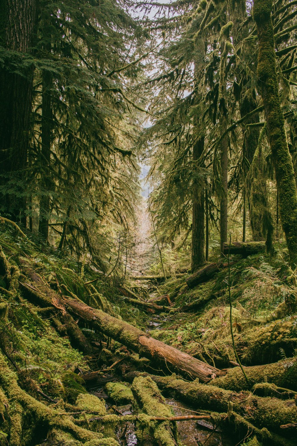 Forest Floor Mystery Theme Set