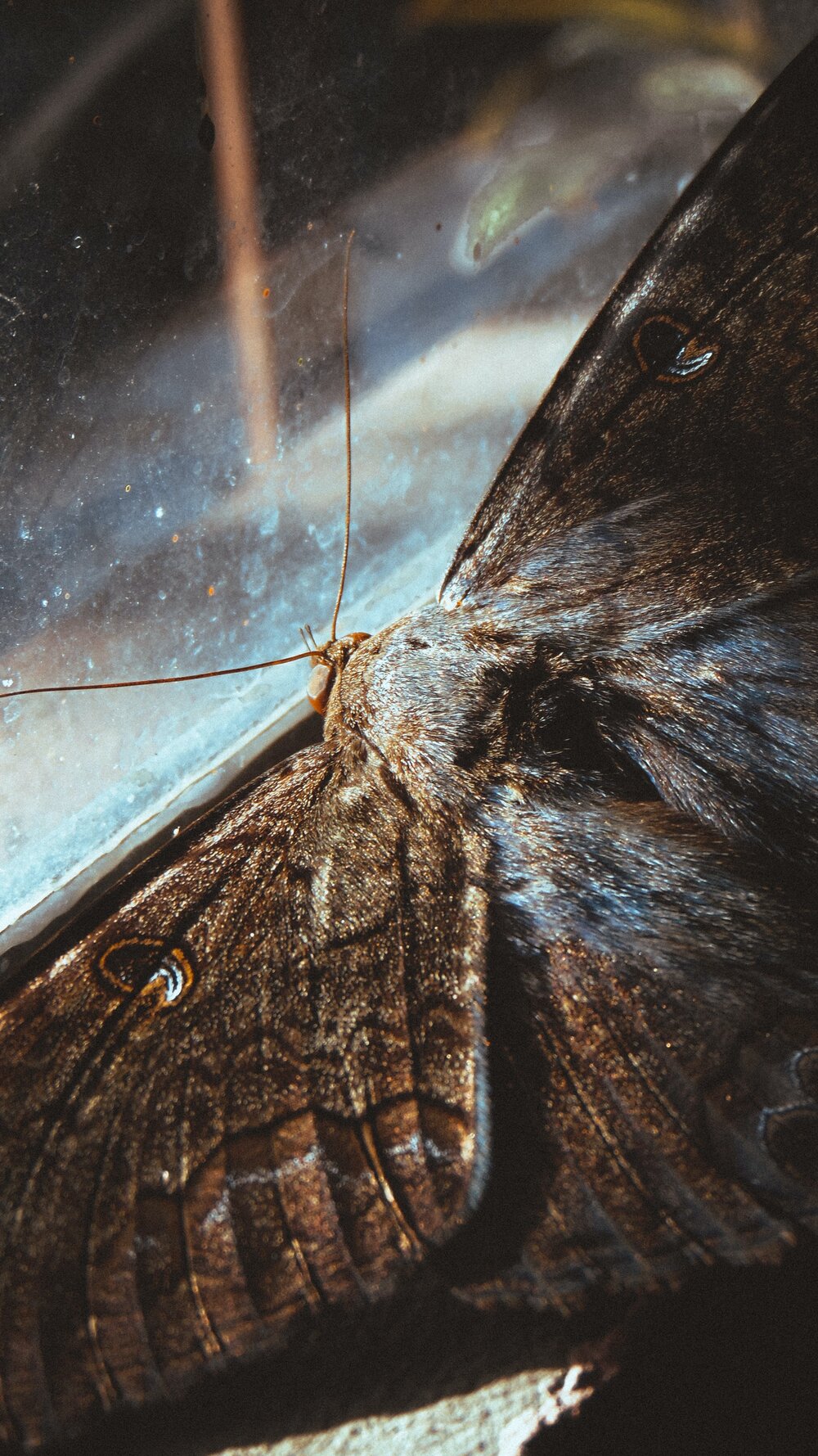 Midnight Moth Mystery Theme Set