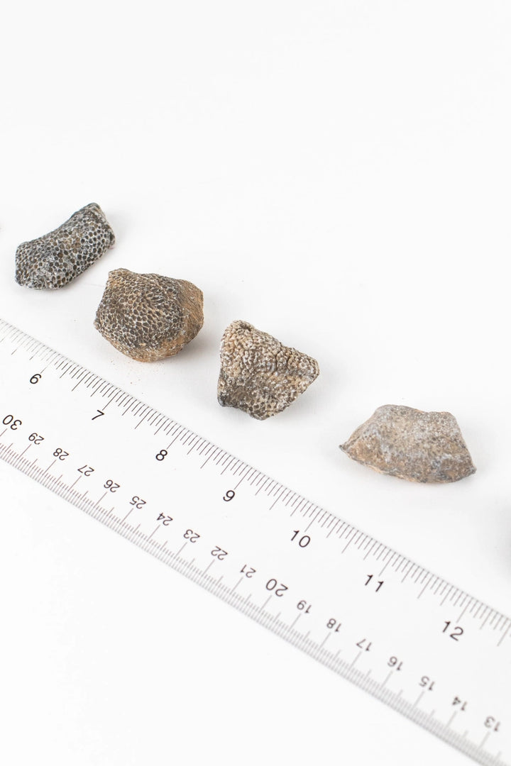 Bryozoa Fossil Specimen