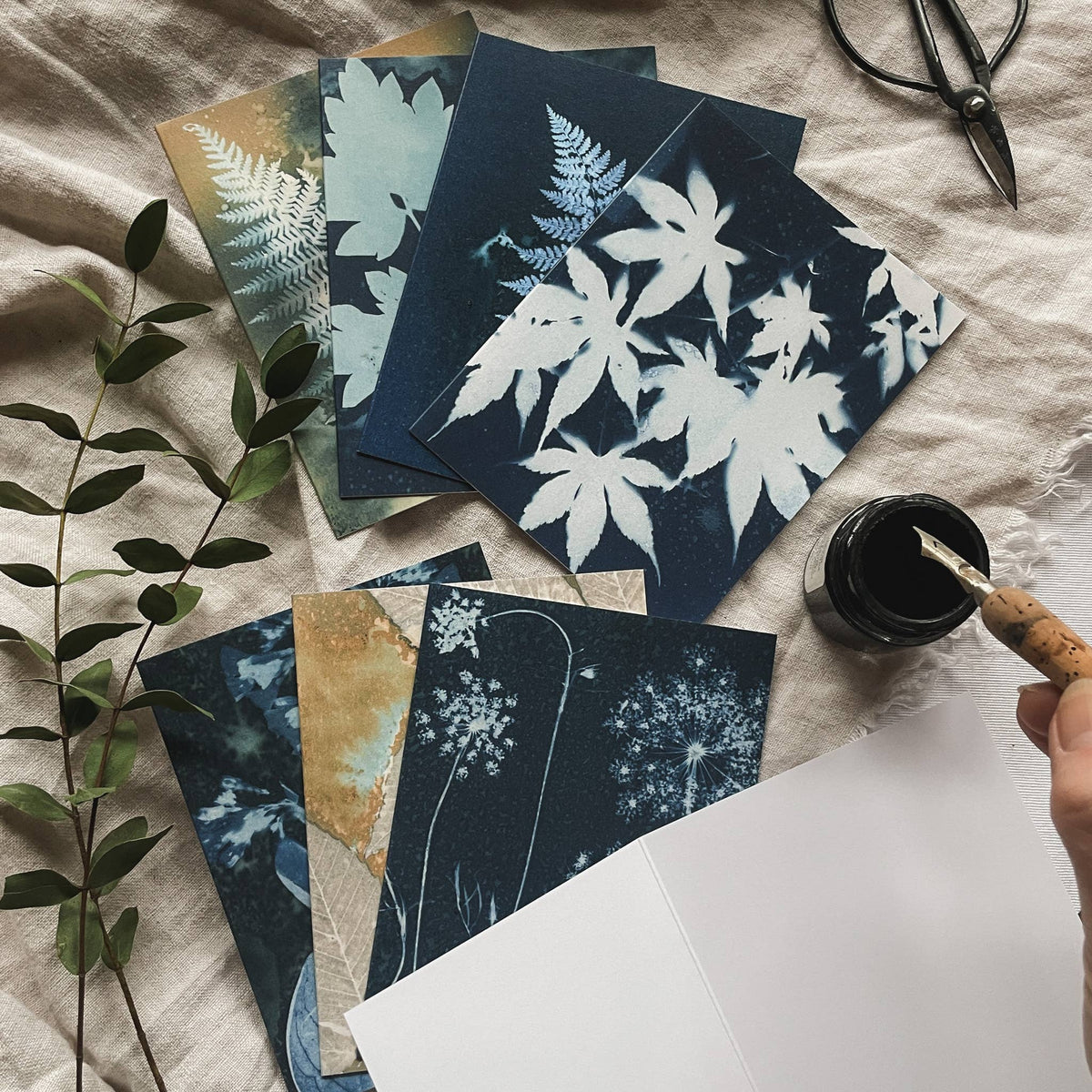 Slow Mornings - Botanical Cyanotype Cards Boxed Set