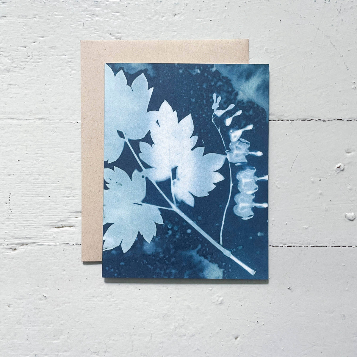 Slow Mornings - Botanical Cyanotype Cards Boxed Set
