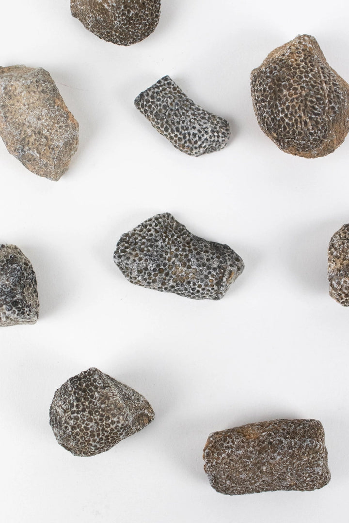 Bryozoa Fossil Specimen