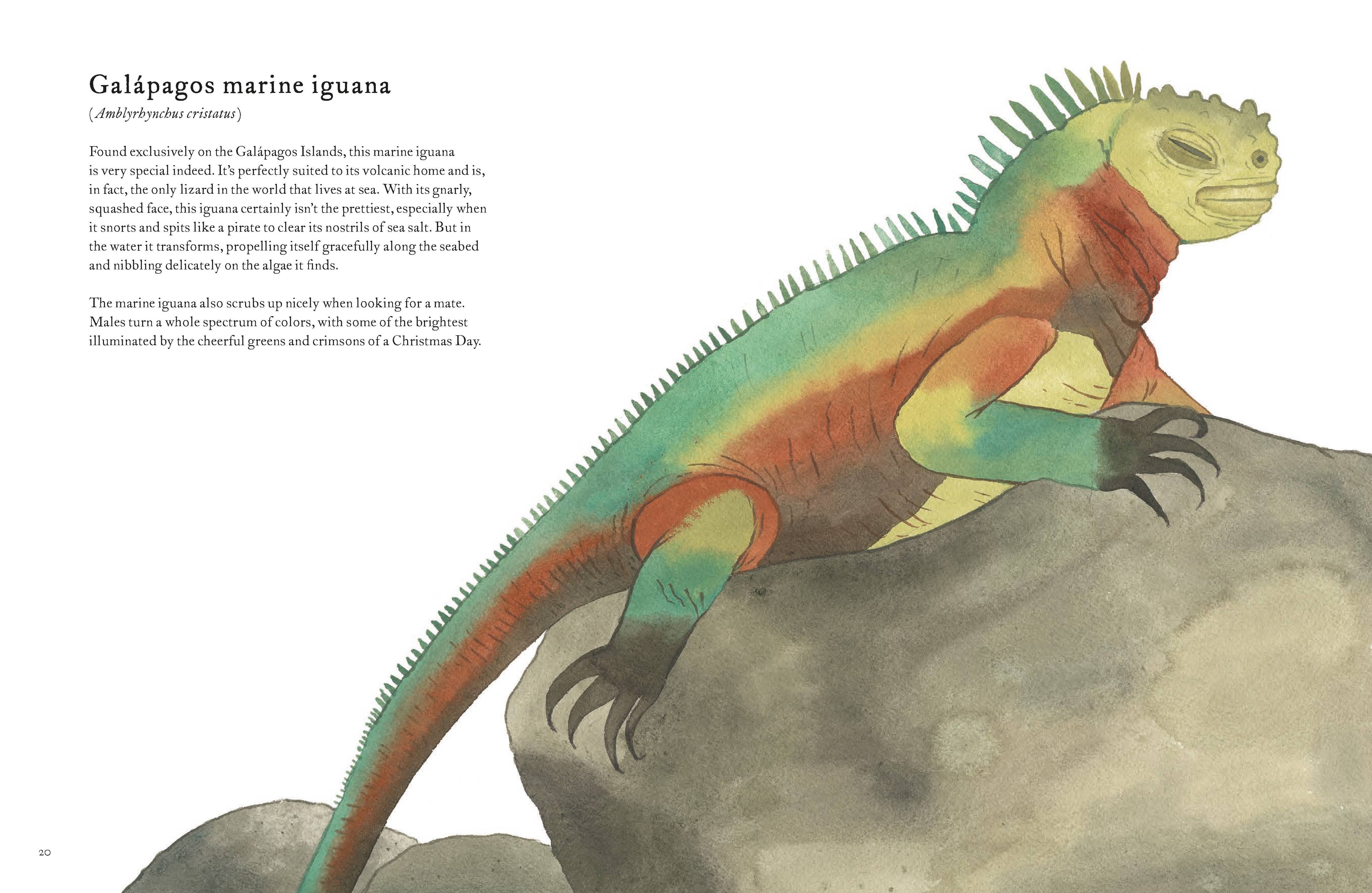 Colorful World of Reptiles Book