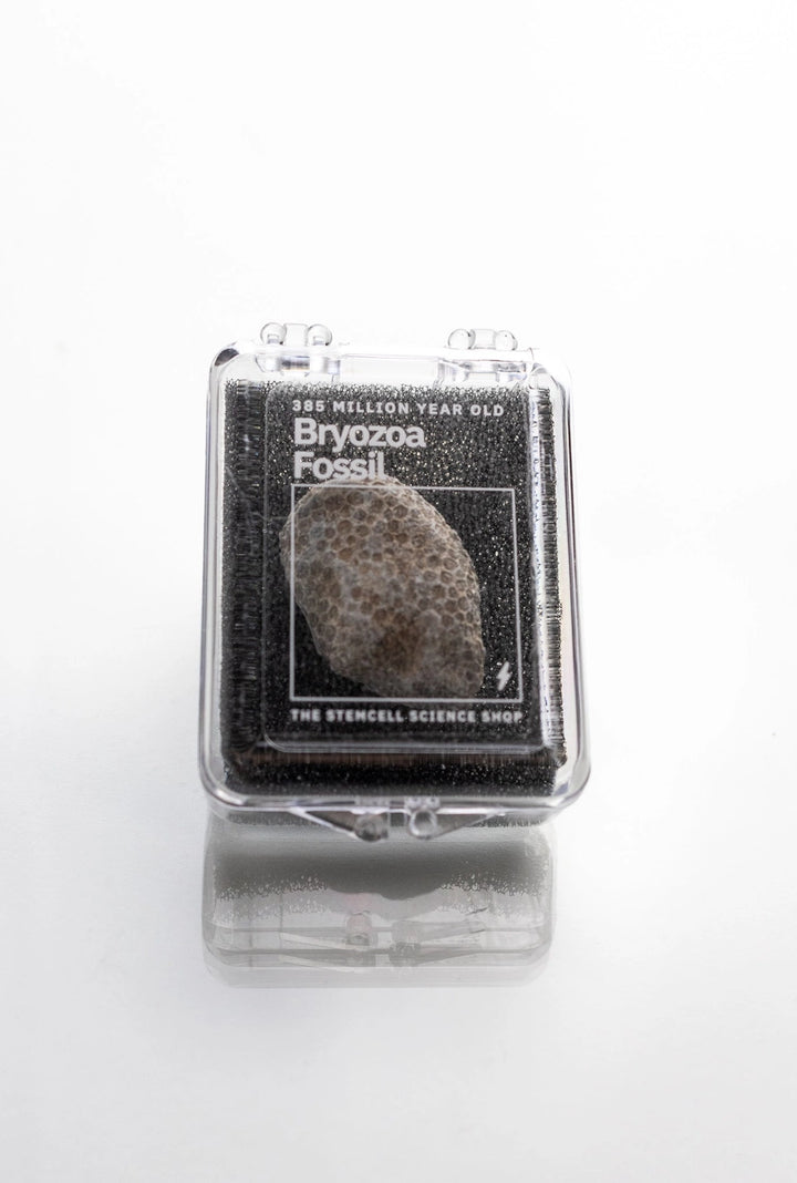 Bryozoa Fossil Specimen