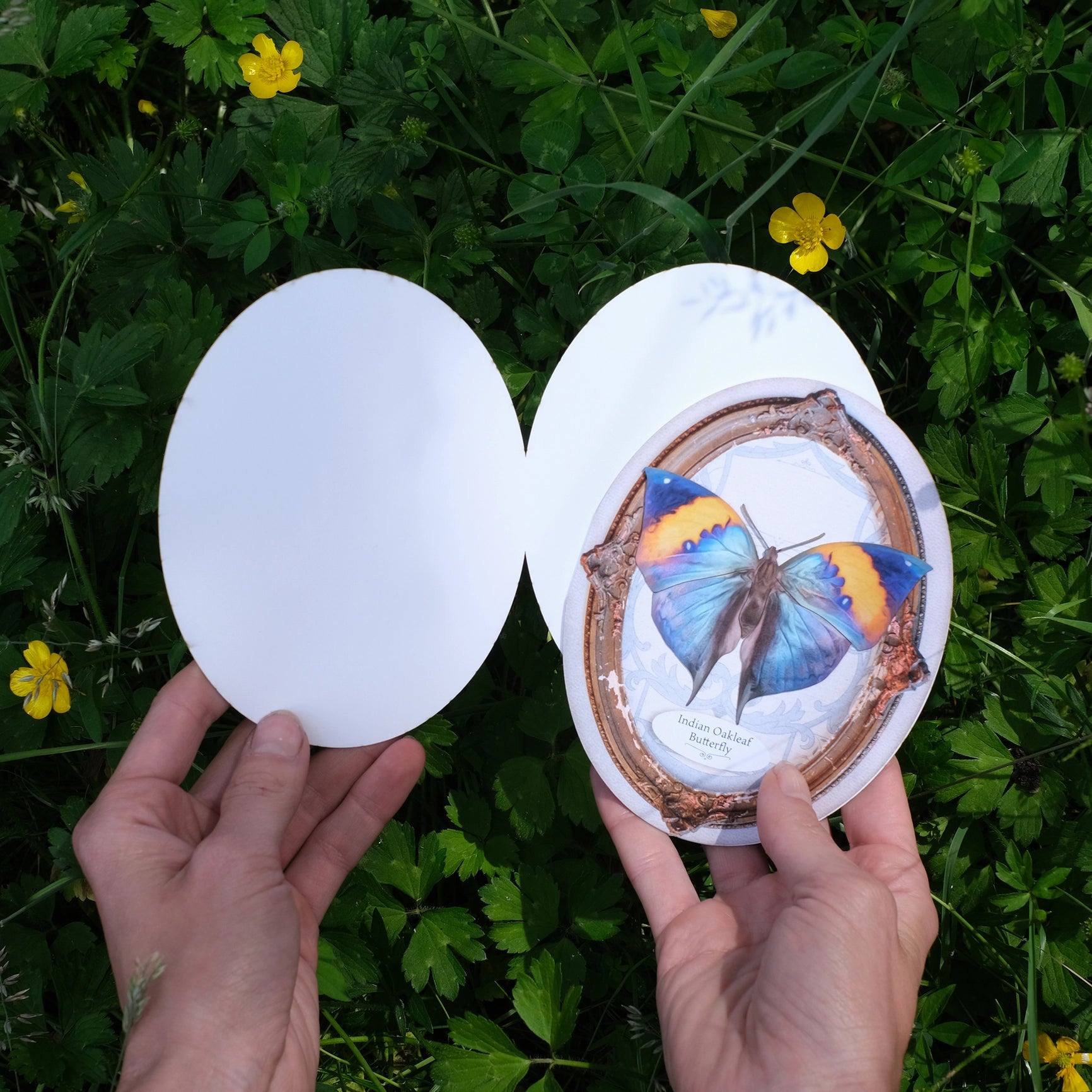 Indian Oakleaf Butterfly Oval Card