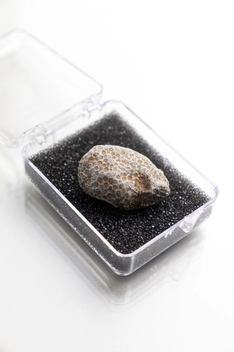 Bryozoa Fossil Specimen