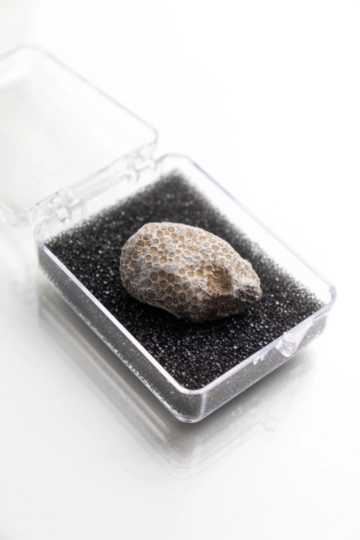 Bryozoa Fossil Specimen