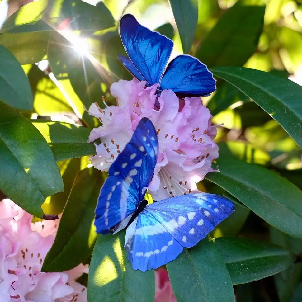 Morphos and Monarch Paper Butterfly set