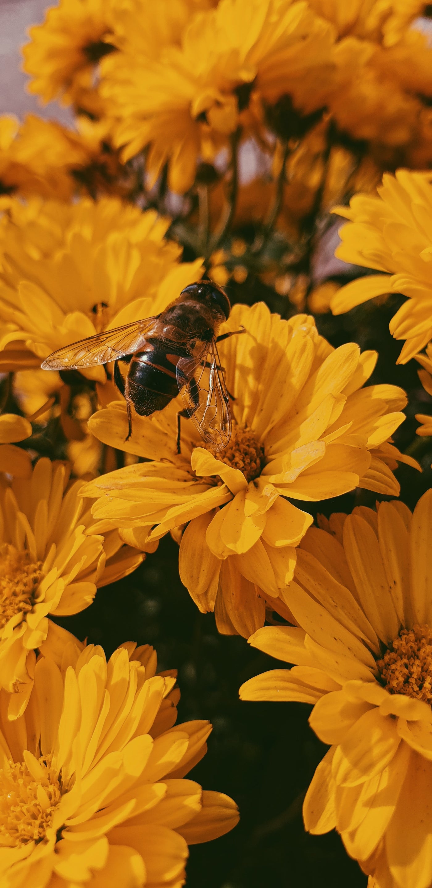 Pollinator's Paradise Mystery Theme Set