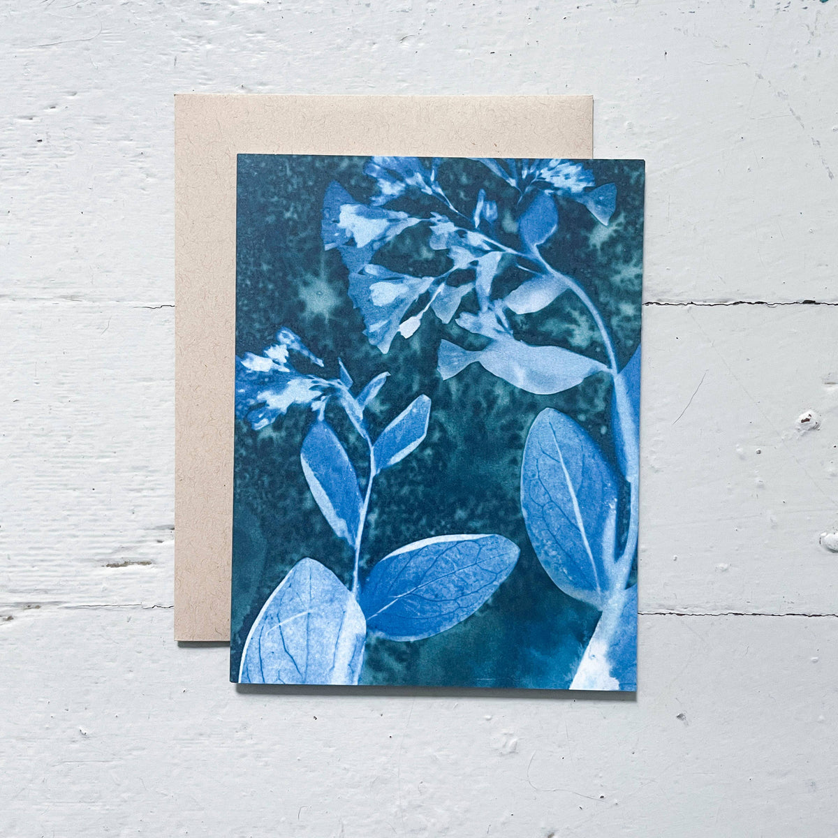 Slow Mornings - Botanical Cyanotype Cards Boxed Set