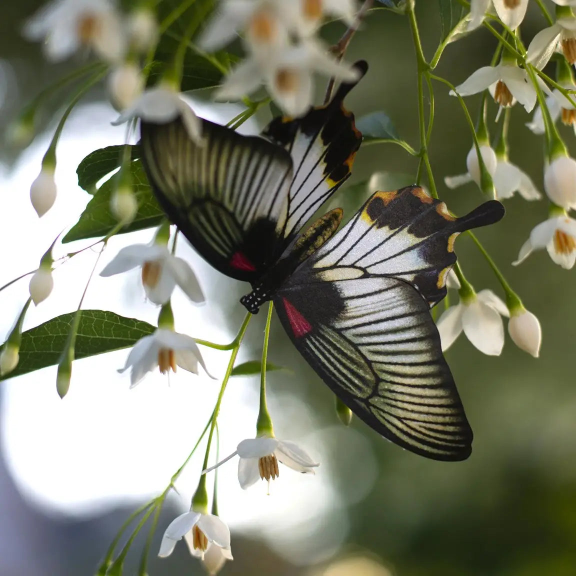 Basra Paper Butterfly set