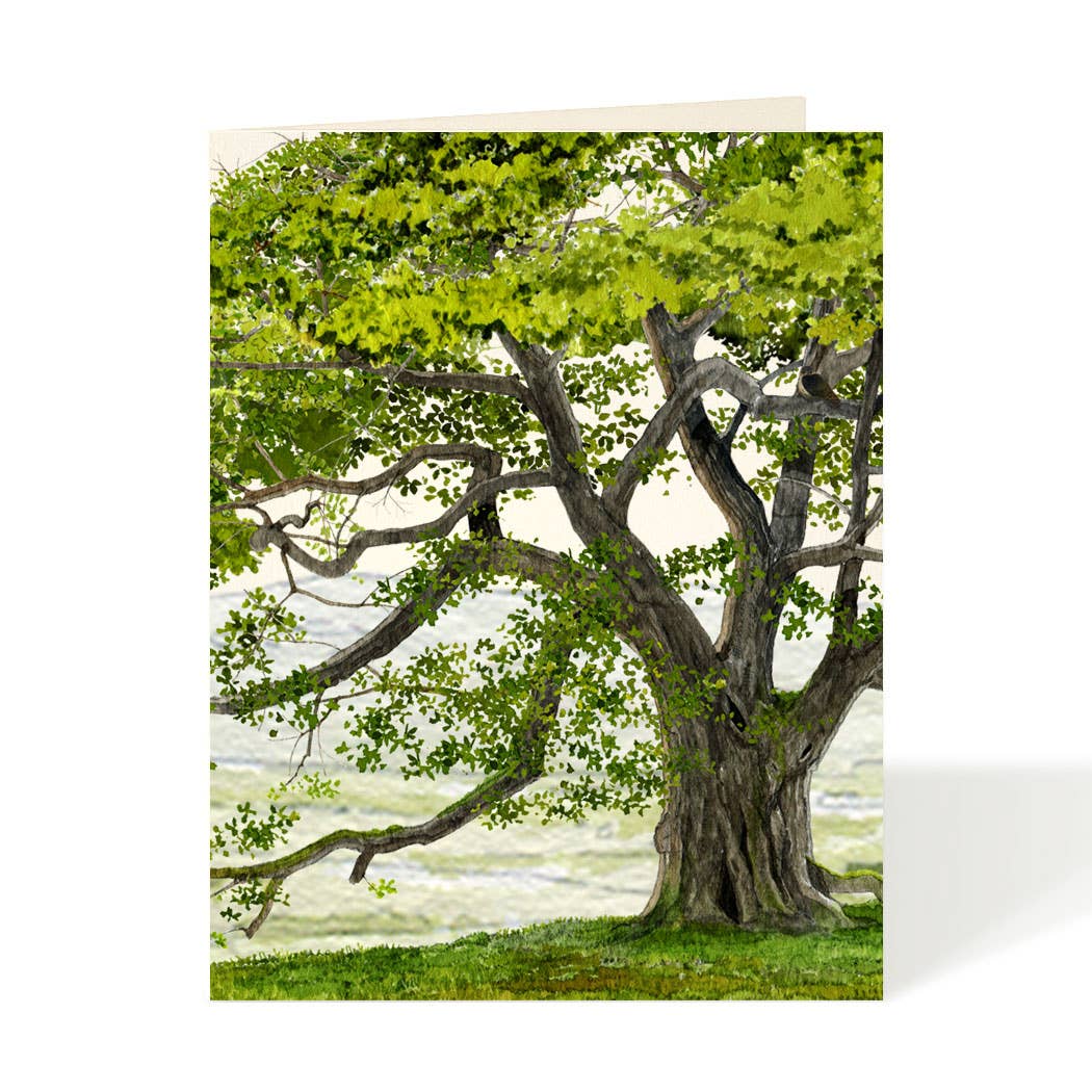 English Oak Card