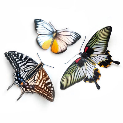Basra Paper Butterfly set