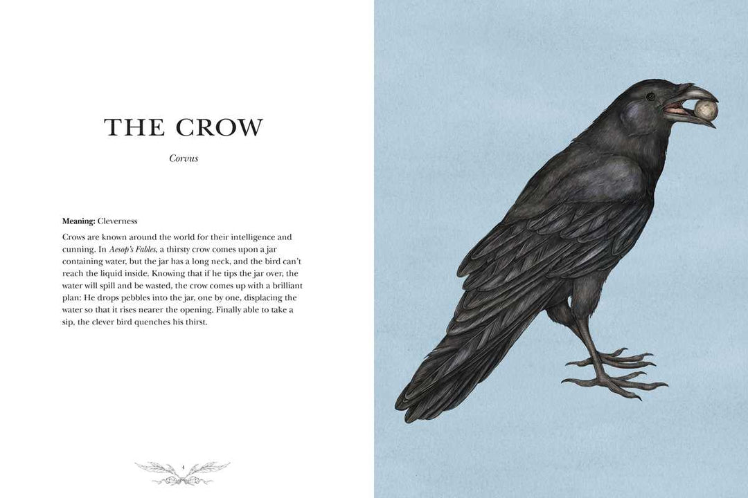 Ornithography: An Illustrated Guide to Bird Lore & Symbolism Book