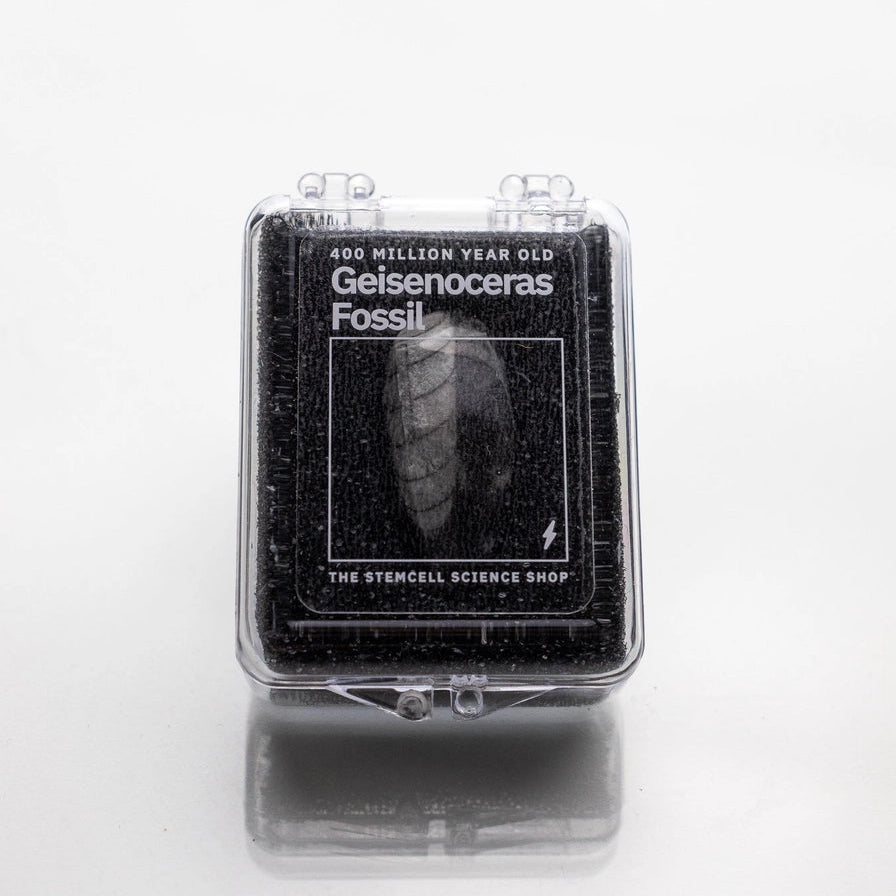 Geisenoceras Fossil Specimen