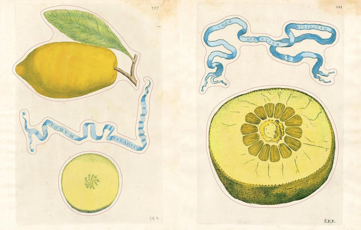 John Derian Sticker Book - Volume 2