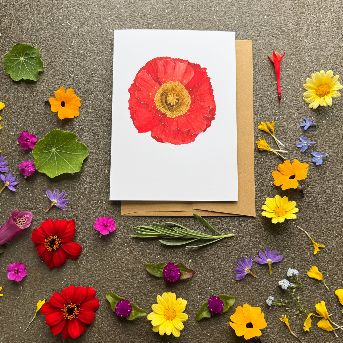 Icelandic Poppy Card
