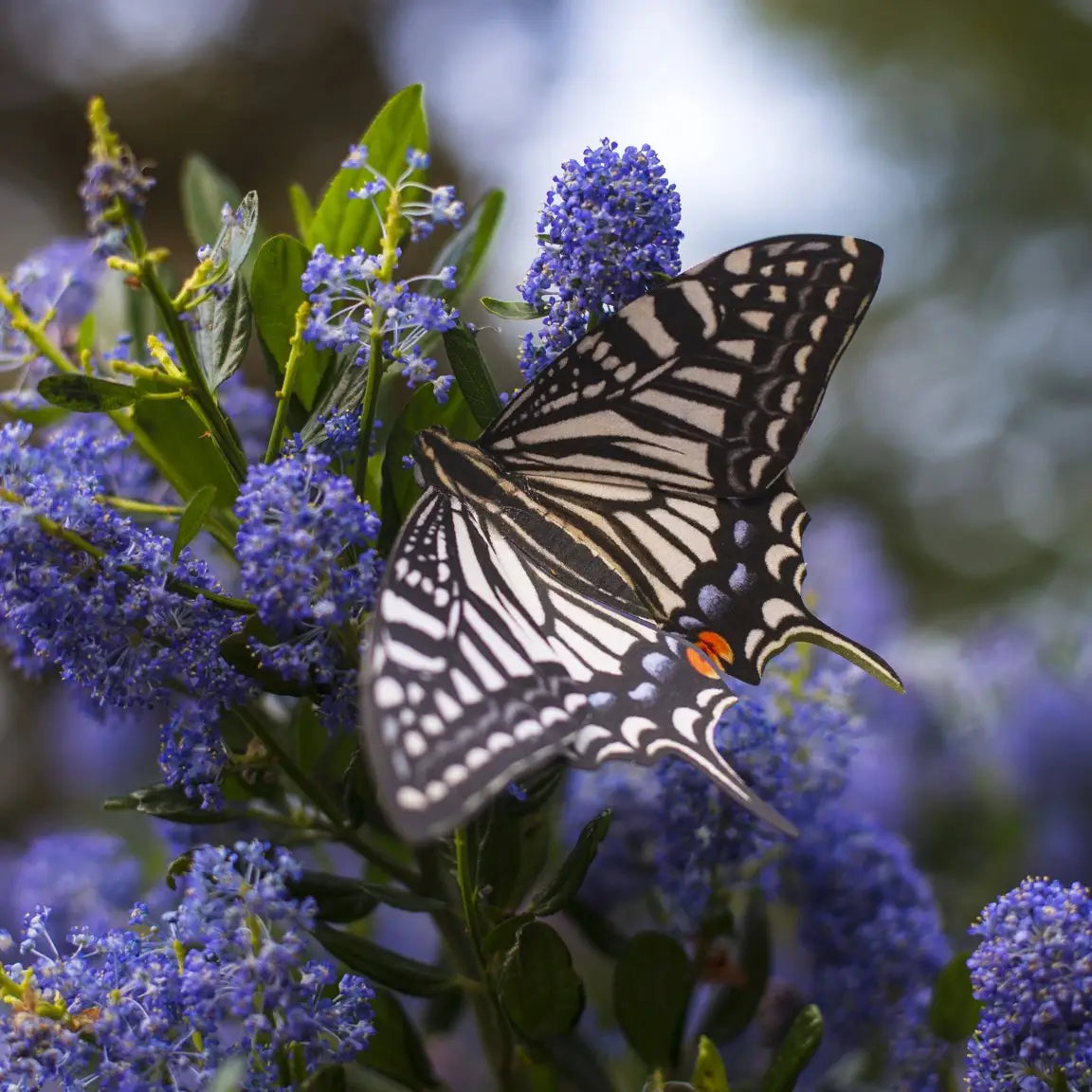 Basra Paper Butterfly set