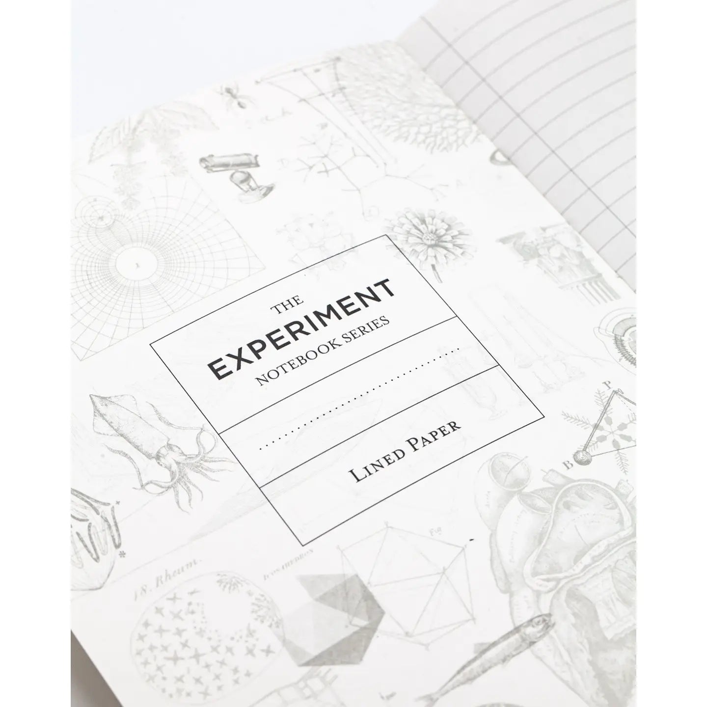 Bug + Butterfly Notebook