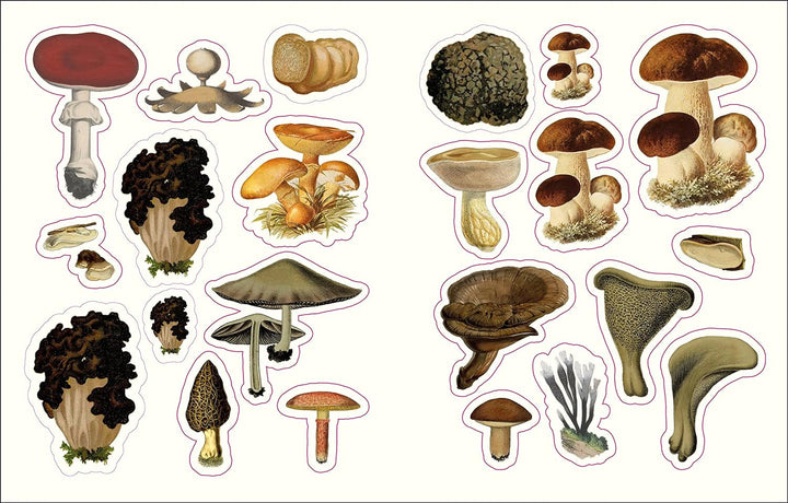 The Forests, Fairies and Fungi Sticker Book (1000+ Stickers)