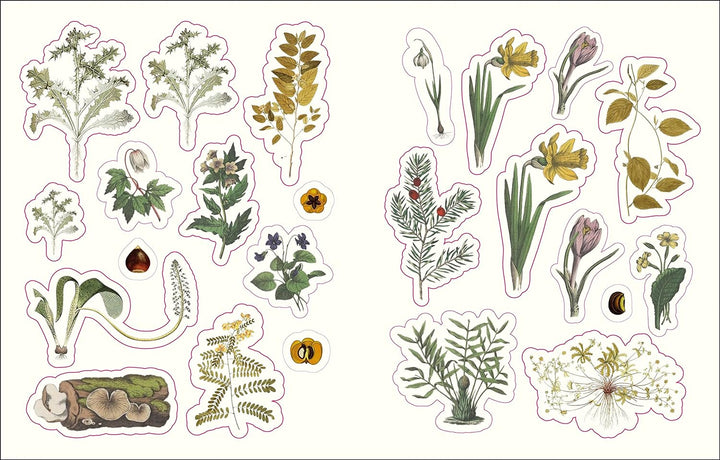 The Forests, Fairies and Fungi Sticker Book (1000+ Stickers)