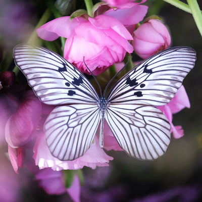 Marble Paper Butterfly set