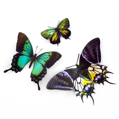 Malachite Paper Butterfly set