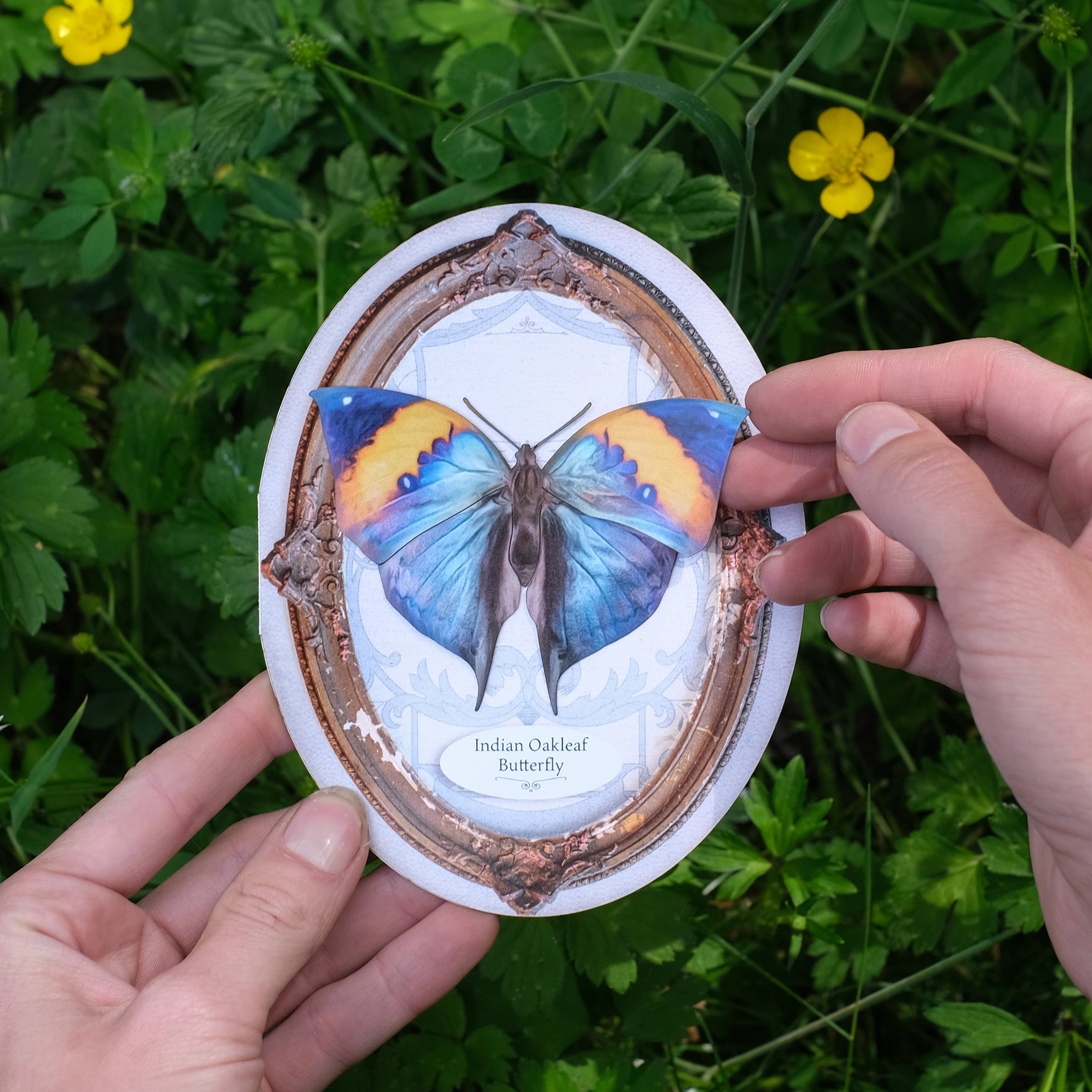 Indian Oakleaf Butterfly Oval Card
