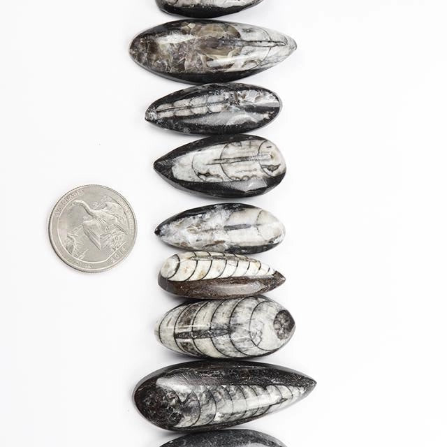 Geisenoceras Fossil Specimen