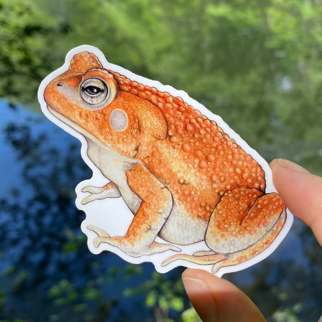 American Toad Sticker