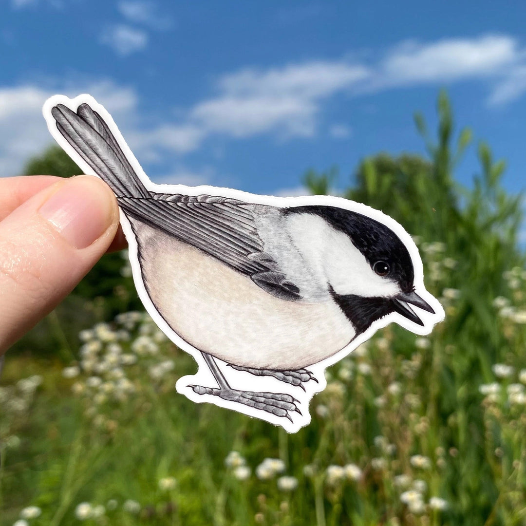 Carolina Chickadee Sticker