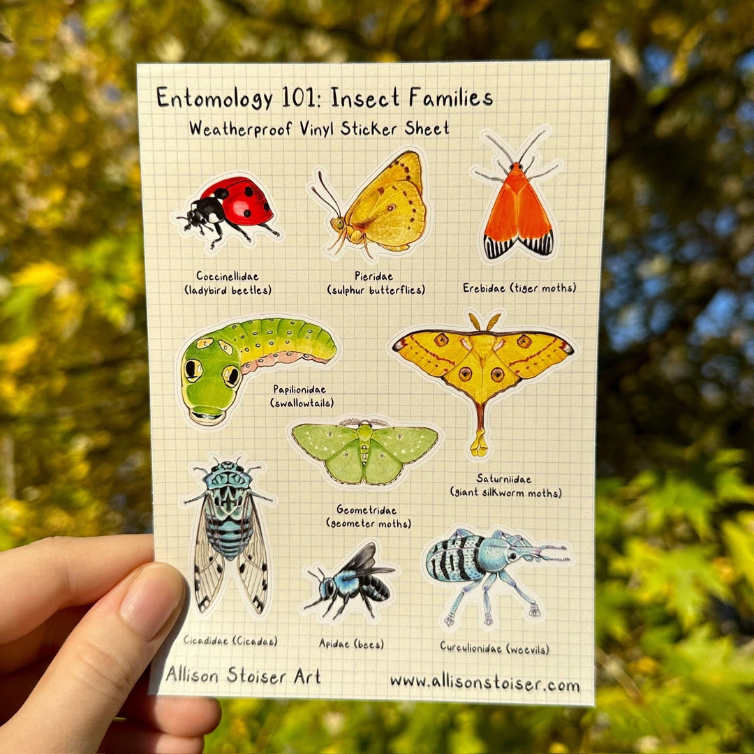 Entomology 101 Sticker Sheet - Insect Families