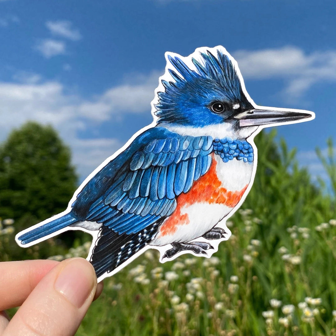Female Belted Kingfisher Sticker