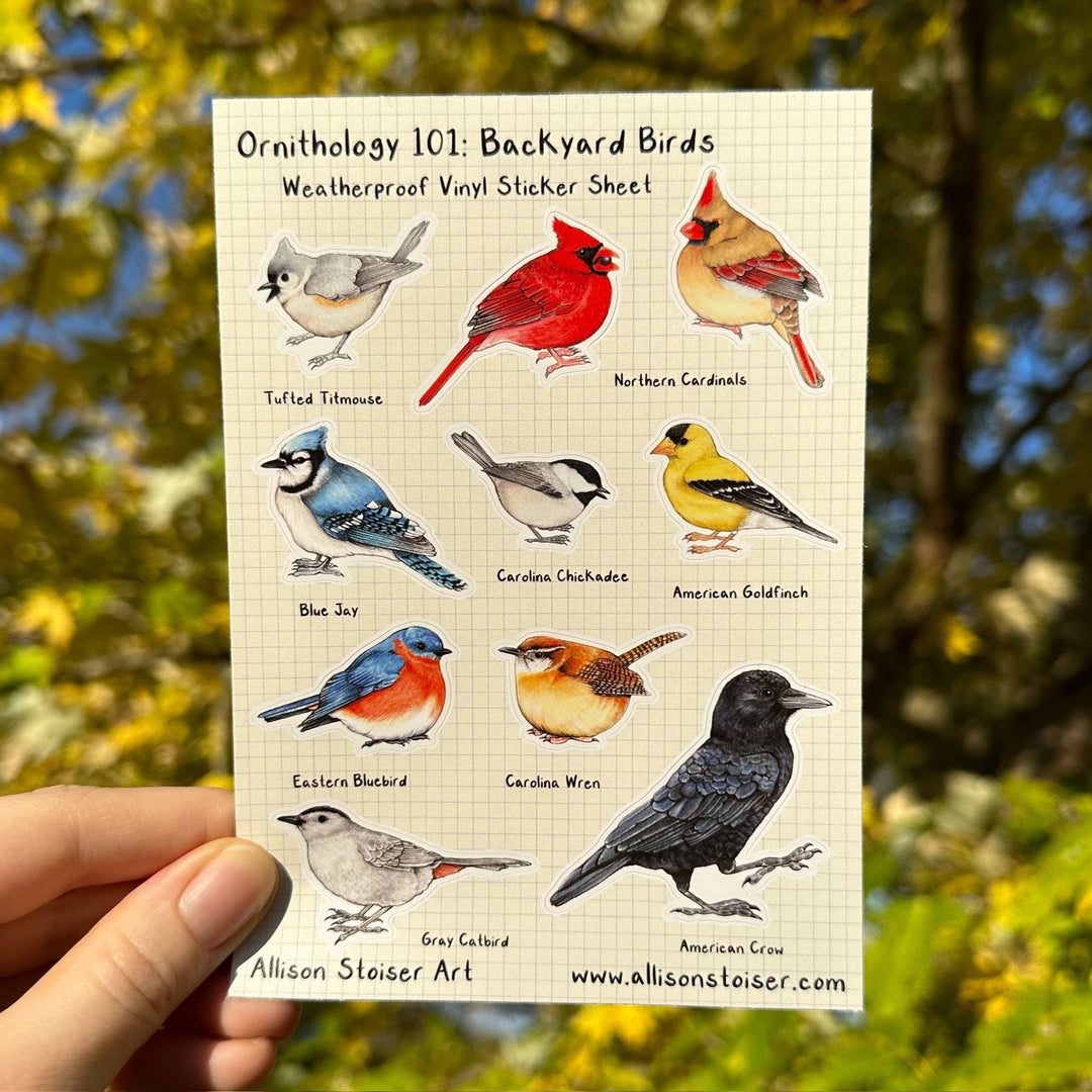 Ornithology 101 Sticker Sheet - Backyard Birds