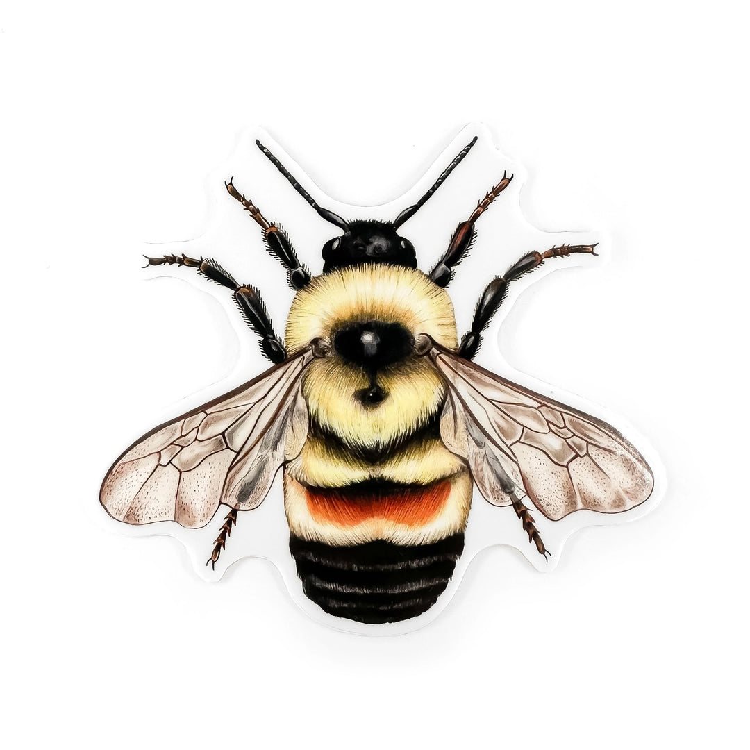 Rusty Patched Bumble Bee Sticker